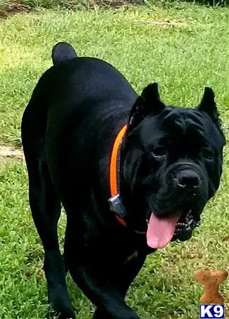 Cane Corso stud dog